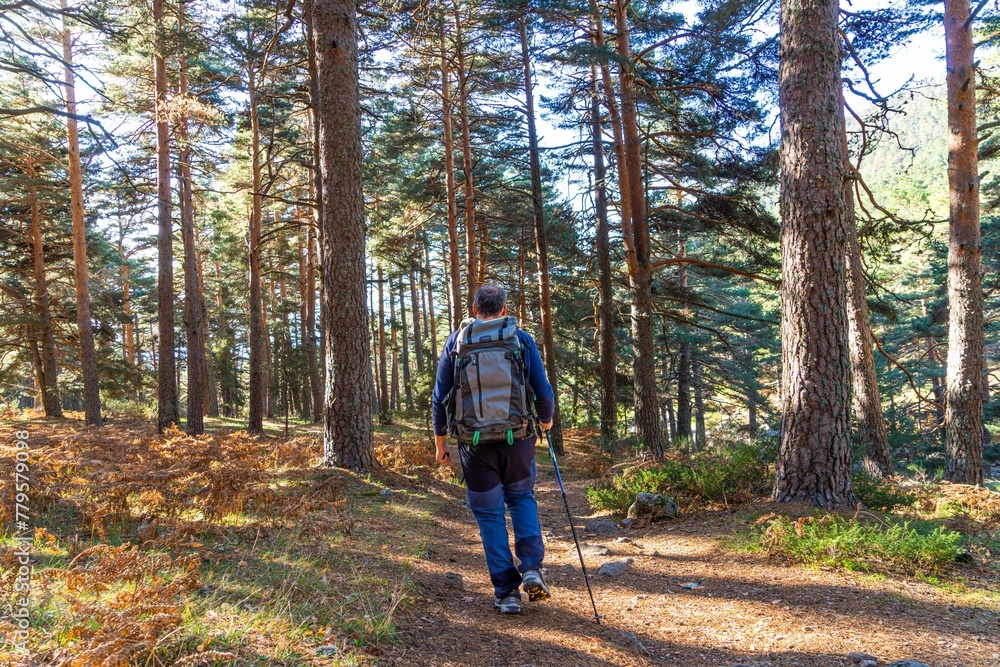 Man hiking in the dense forest with tall trees on a sunny day
