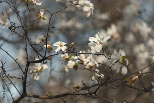 Blooming white magnolia in spring. Twigs with flowers. Beautiful magnolia flowers in soft light. Selective focus. Dnepr city  Ukraine. Personifications of spring beauty. The magic of blooming