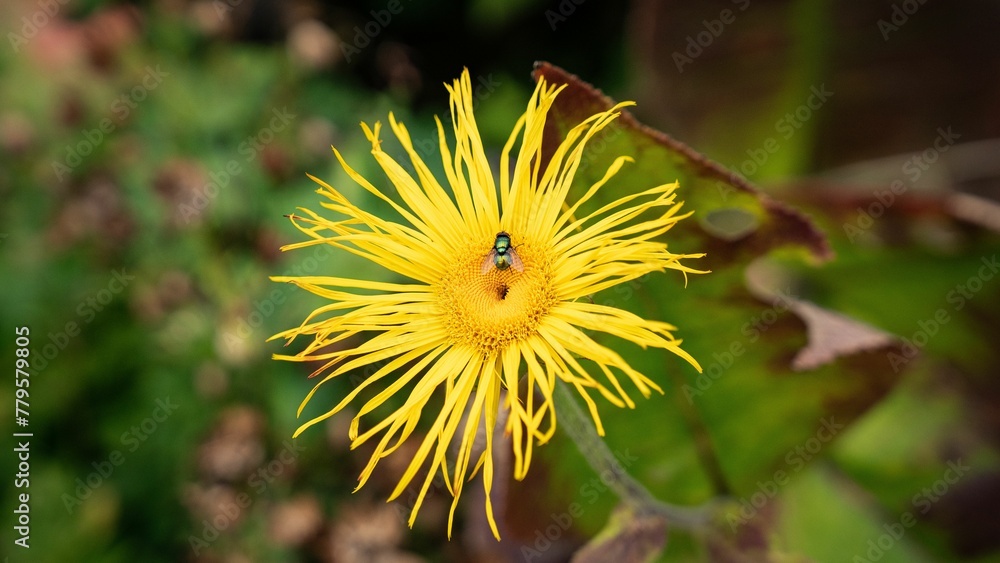 Closeup shot of a bee pollinating a yellow dandelion