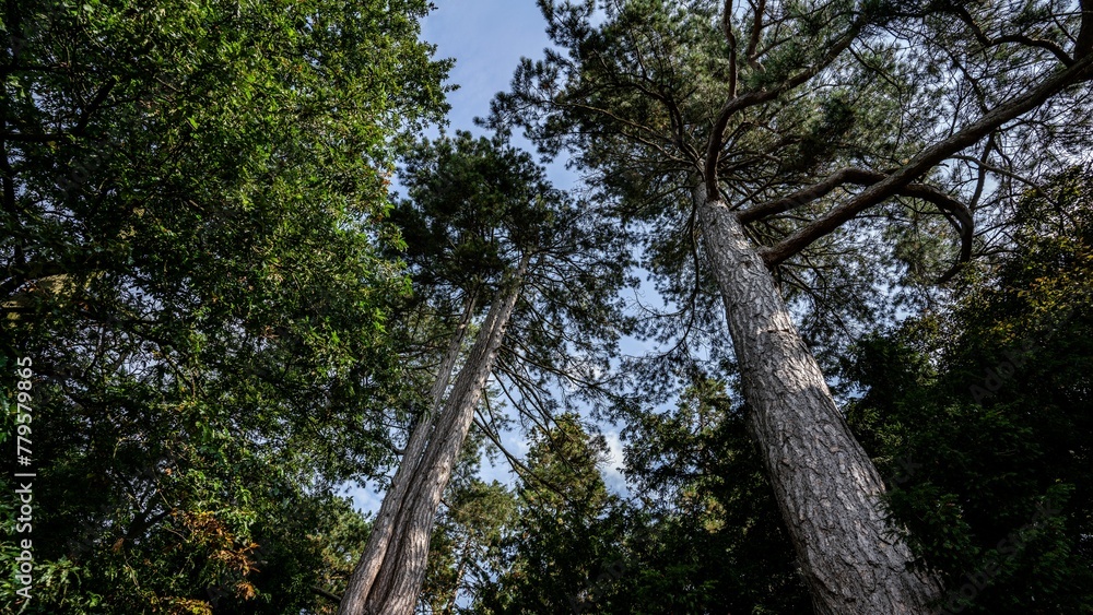 Fototapeta premium Low angle shot of tall redwood pine trees