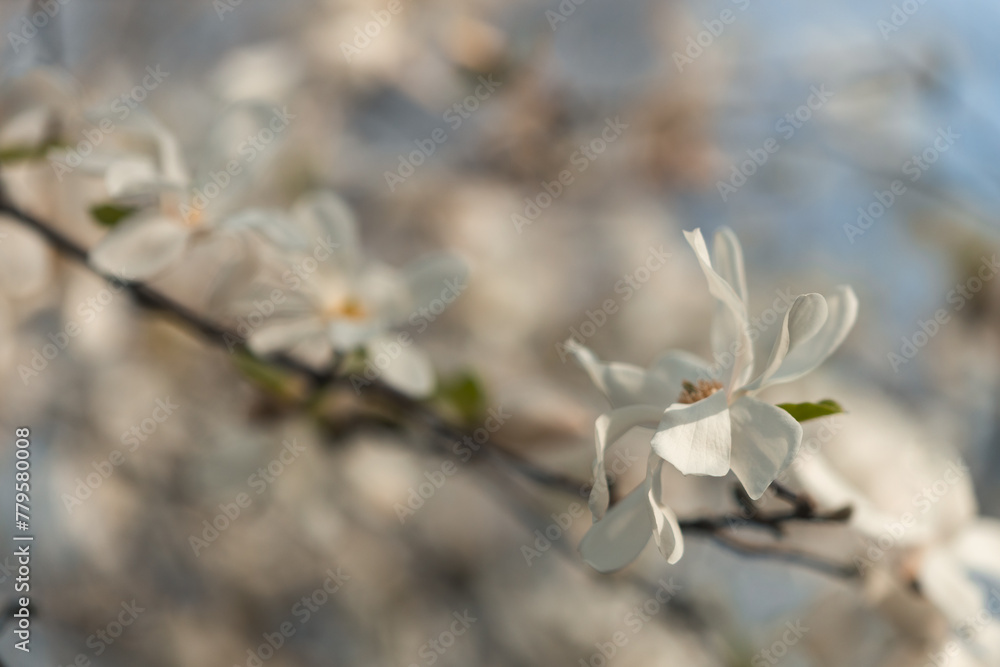 Blooming white magnolia in spring. Twigs with flowers. Beautiful magnolia flowers in soft light. Selective focus. Dnepr city, Ukraine. Personifications of spring beauty. The magic of blooming Blooming white magnolia in spring. Twigs with flowers. Beautiful magnolia flowers in soft light. Selective focus. Dnepr city, Ukraine. Personifications of spring beauty. The magic of blooming