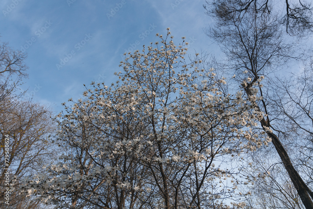 Blooming white magnolia in spring. Twigs with flowers. Beautiful magnolia flowers in soft light. Selective focus. Dnepr city, Ukraine. Personifications of spring beauty. The magic of blooming Blooming white magnolia in spring. Twigs with flowers. Beautiful magnolia flowers in soft light. Selective focus. Dnepr city, Ukraine. Personifications of spring beauty. The magic of blooming