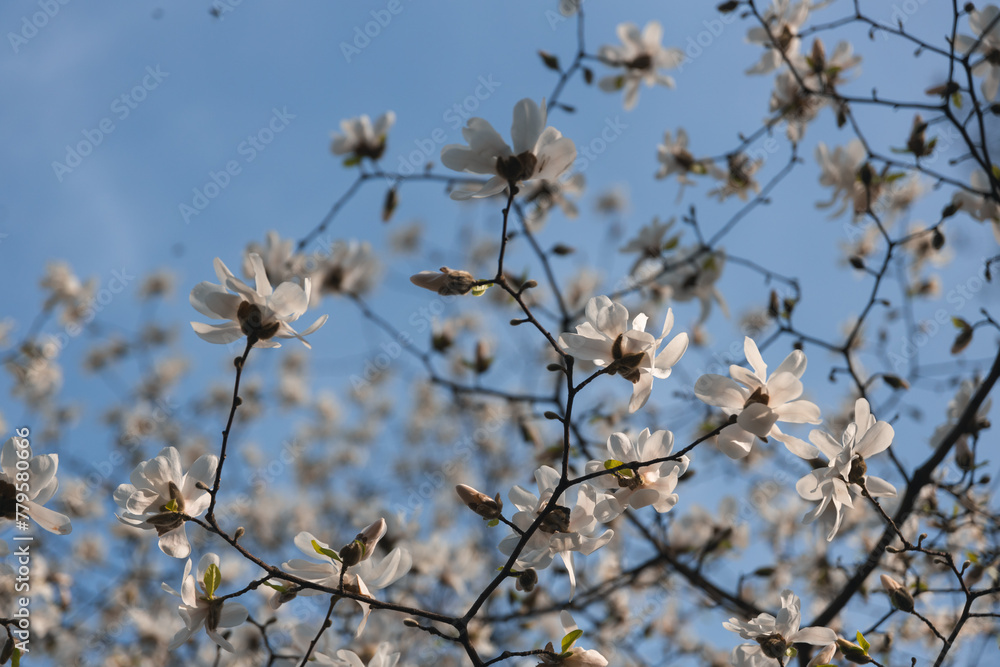 Blooming white magnolia in spring. Twigs with flowers. Beautiful magnolia flowers in soft light. Selective focus. Dnepr city, Ukraine. Personifications of spring beauty. The magic of blooming Blooming white magnolia in spring. Twigs with flowers. Beautiful magnolia flowers in soft light. Selective focus. Dnepr city, Ukraine. Personifications of spring beauty. The magic of blooming