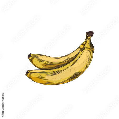 Colorful sketch of banana in vector style on isolated background.