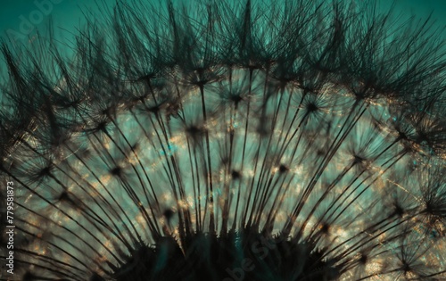 Beautiful close-up macro shot of Dandelion fuzzy pappus