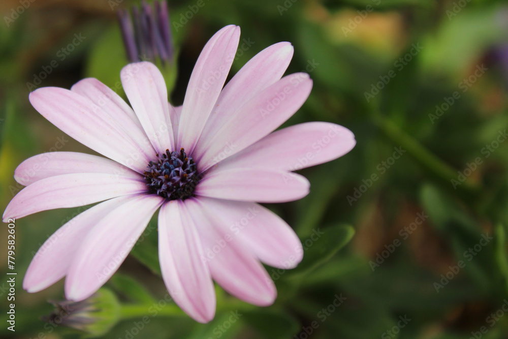 delicate light purple flower on a green background delicate light purple flower on a green background
