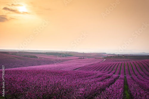 Flowering peach trees in Aitona  Spain.