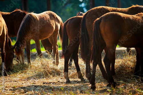 tail of brown horse standing in ranch farm © stockphoto mania