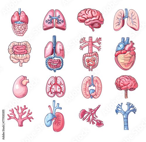 Human organs cartoon vector set. Lung kidneys brain heart intestine trachea vessels body anatomical elements illustration isolated on white background