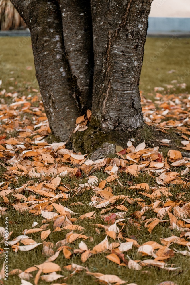 Vertical shot of a tree with falling leaves on the ground Vertical shot of a tree with falling leaves on the ground