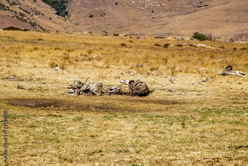 Closeup of the bones of dead animals in a dry yellow field photo