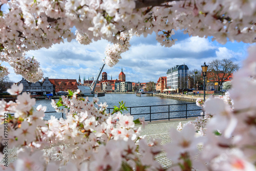 Spring flowers blooming on the trees over the Motlawa river in Gdansk. Poland