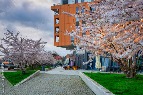 Spring flowers blooming on the trees over the Motlawa river in Gdansk. Poland