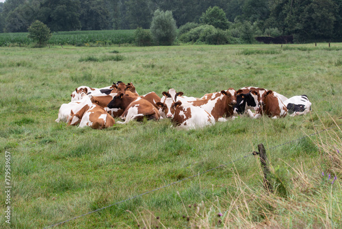 Cows with brown and black spots resting outside on meadow. Ruminating.