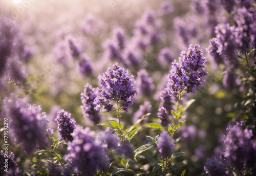 Natural blooming lavender field at sunshine day  soft bokeh background