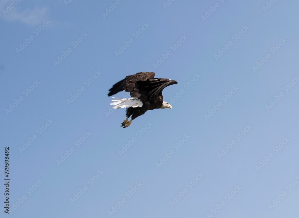 Fototapeta premium Eagle gaining altitude in the blue sky