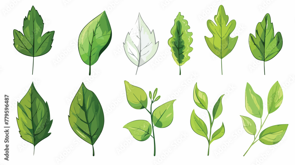 Fresh Vector Leaves Flat vector isolated on white background