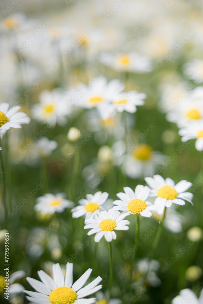 Vertical shot of daisies in a selective focus in a green field, suitable for phone wallpapers