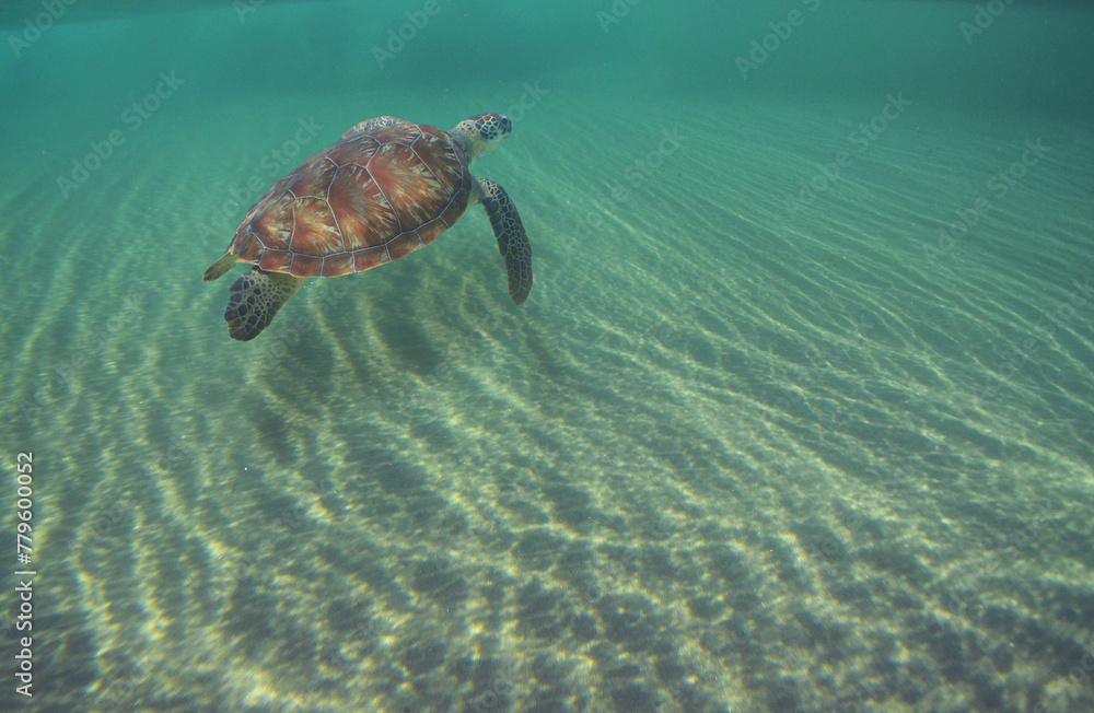 a sea turtle swimming under the waves a sea turtle swimming under the waves