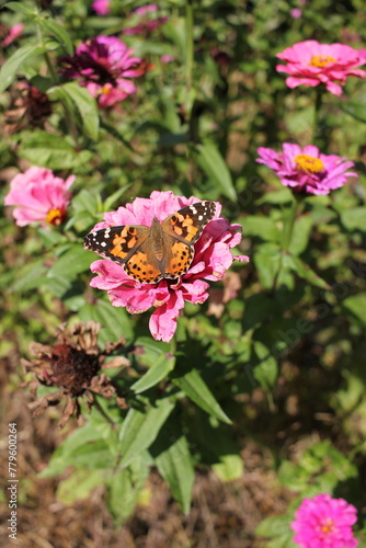 A butterfly on a bright pink flower growing in the garden. © Lina