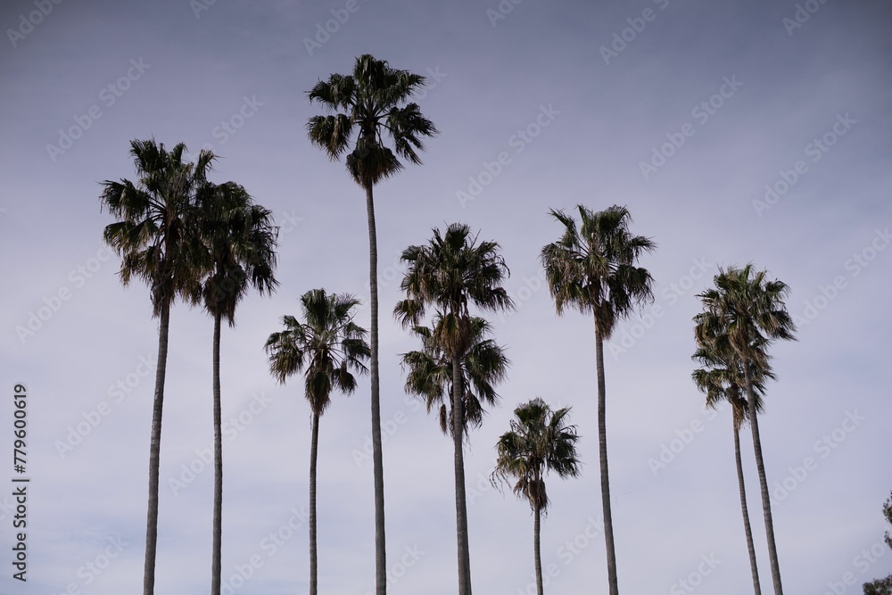 Low angle shot of palm trees growing at the beach under violet sunset sky