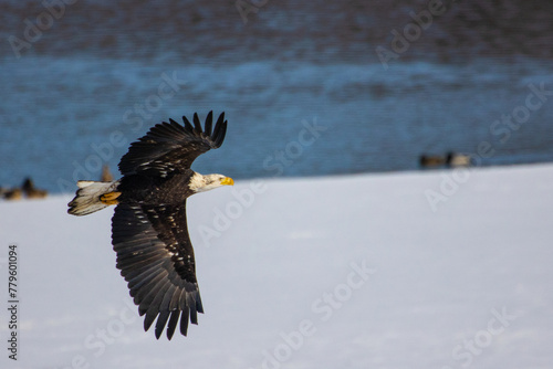 Selective focus of an eagle in flight
