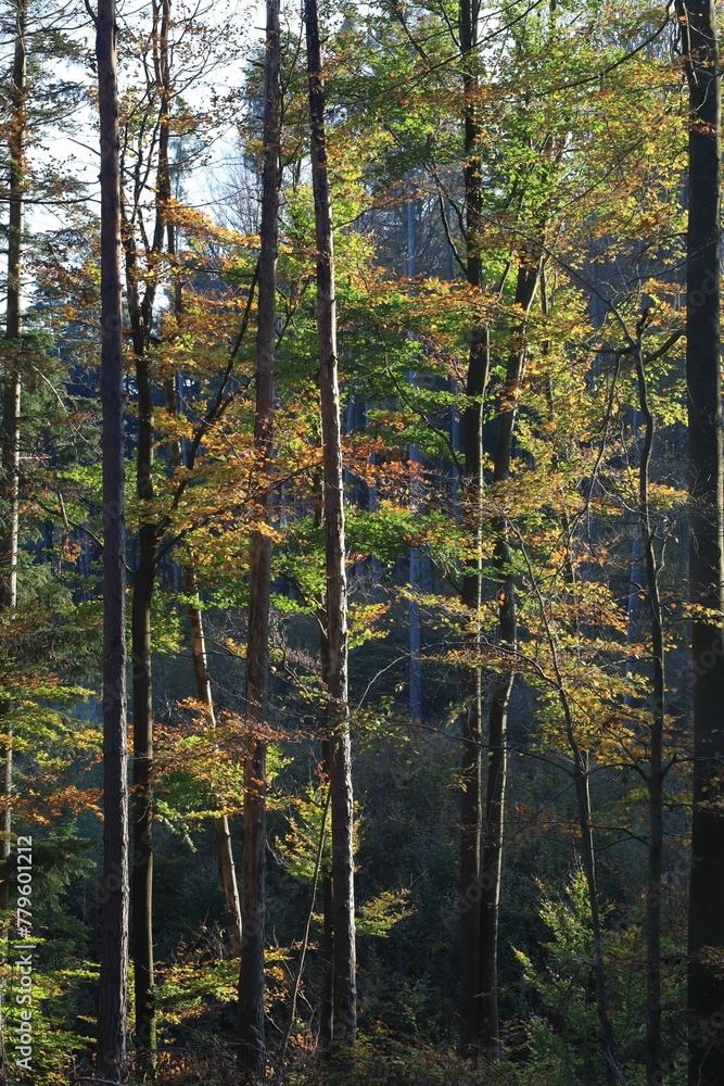 Forest surrounded by dense trees Forest surrounded by dense trees