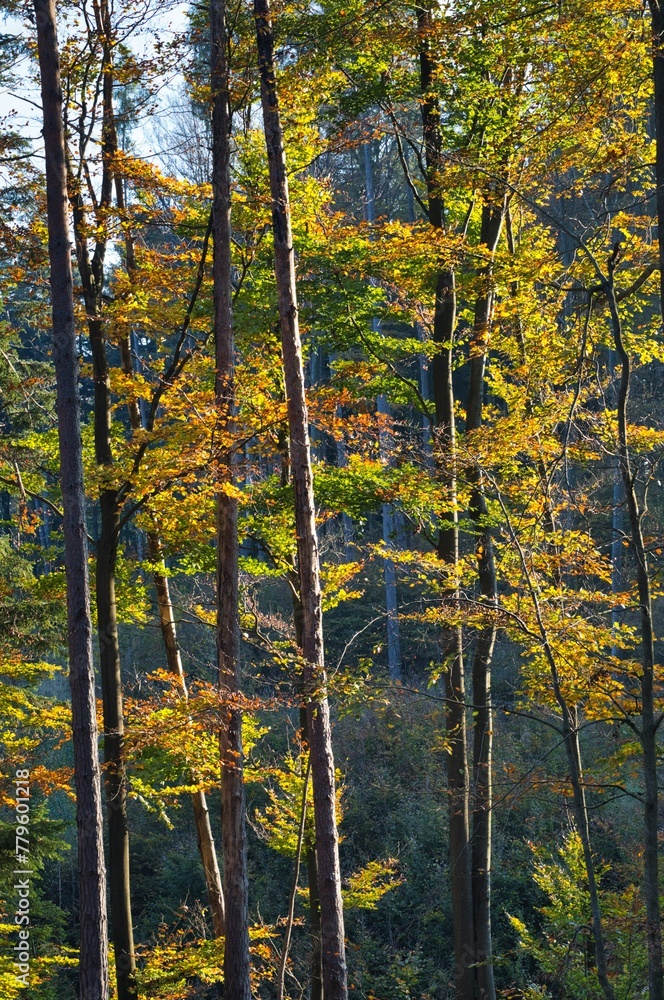 Forest surrounded by dense trees