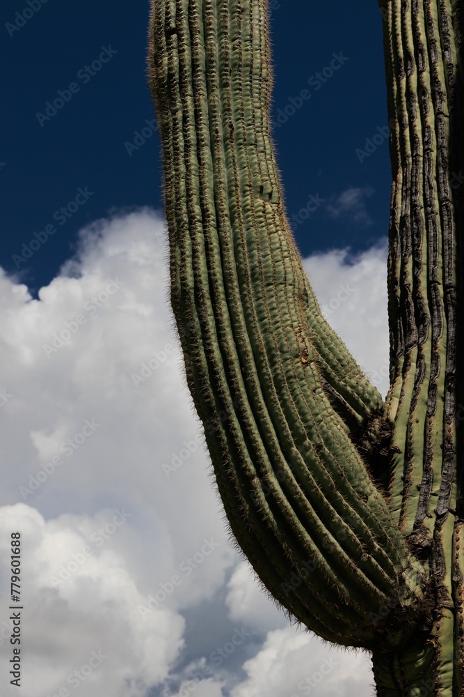 Vertical closeup shot of a large Saguaro Cactus under a cloudy sky