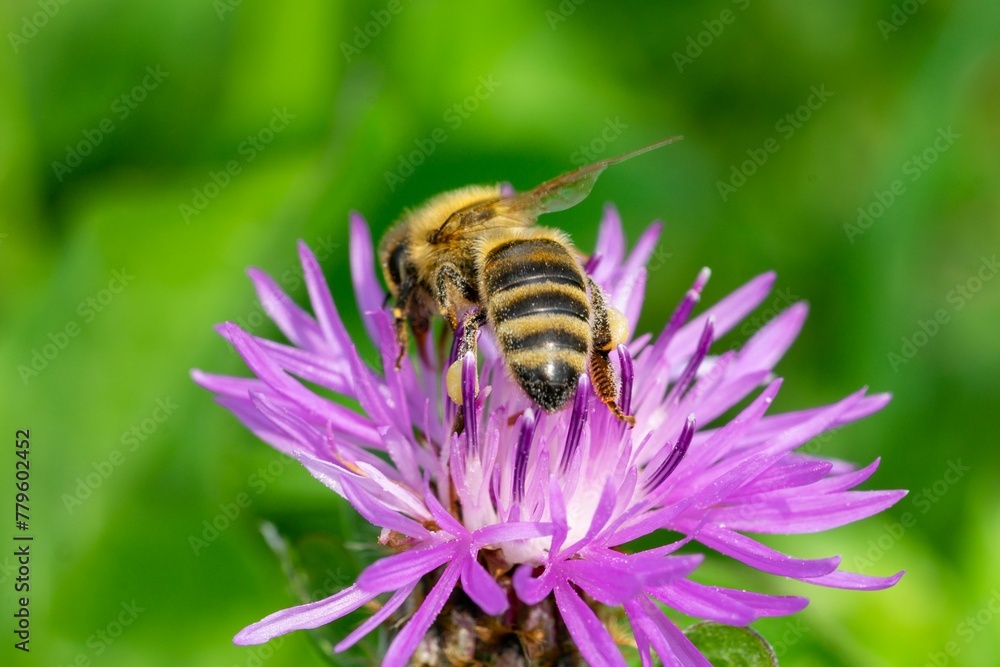 Closeup shot of a bee collecting nectar from red clover on a blurry background Closeup shot of a bee collecting nectar from red clover on a blurry background
