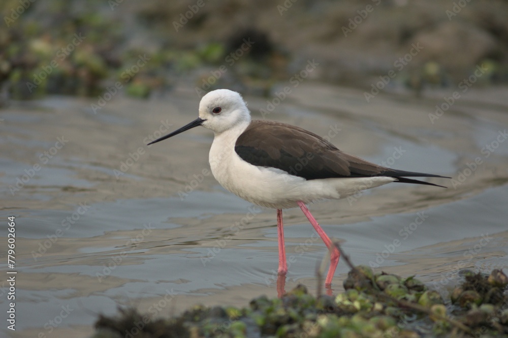 Closeup of a black-winged stilt, legs in water Closeup of a black-winged stilt, legs in water