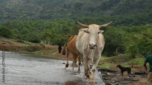 Closeup of a white cow running across the river in natue photo