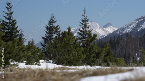 Tatra mountains with snowy peaks covered in trees in Poland on a sunny day