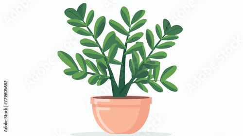 Green indoor zamioculcas. Flat style house plant in p
