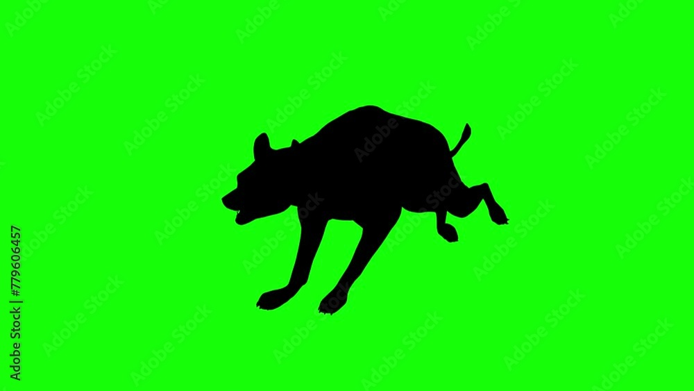 A silhouette of a hyena running on green screen, perspective view ...