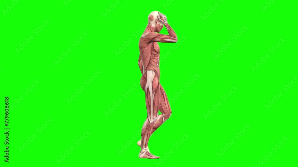 3D male muscles anatomy pose on green screen seamless loop 3D animation ...