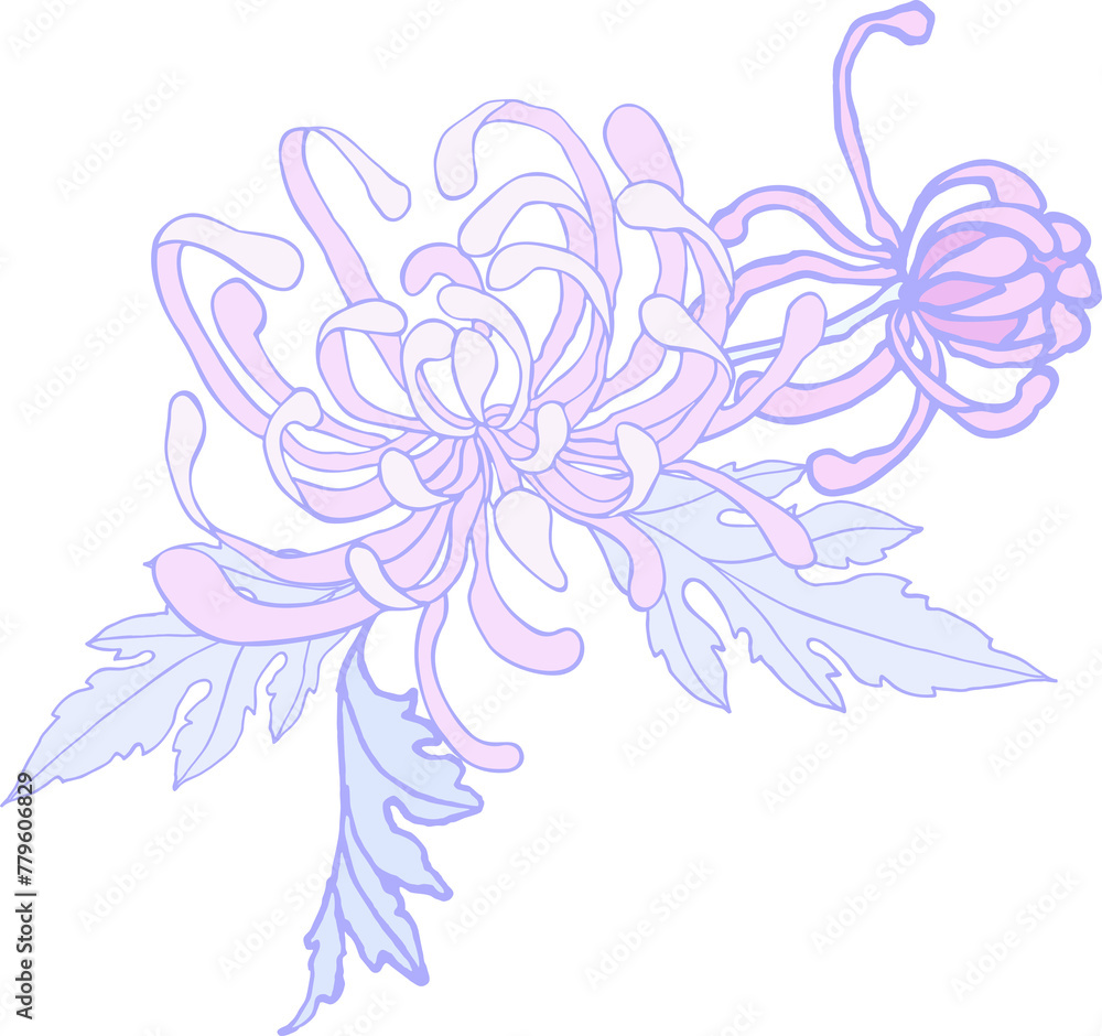 Curly chrysanthemum - a flower with leaves in lilac-lilac pastel colors on a transparent background. Digital illustration in Asian style for branding, scrapbooking, printing.