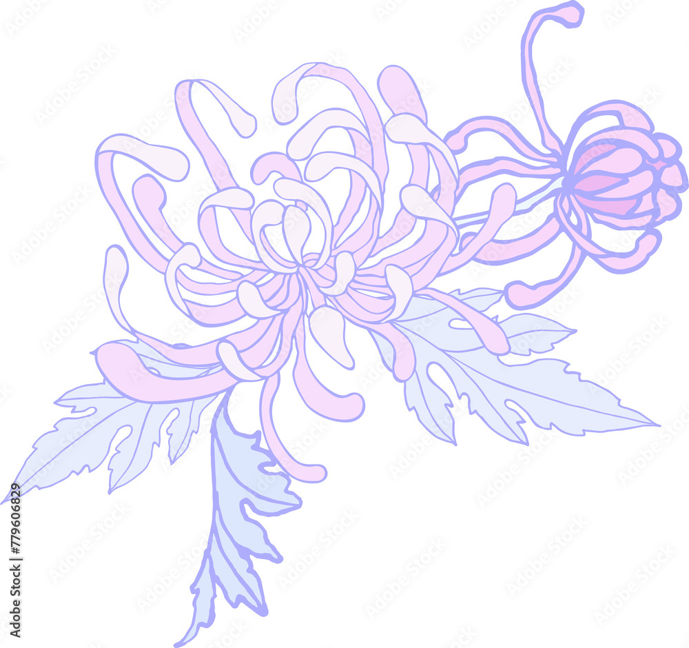 Fototapeta premium Curly chrysanthemum - a flower with leaves in lilac-lilac pastel colors on a transparent background. Digital illustration in Asian style for branding, scrapbooking, printing.