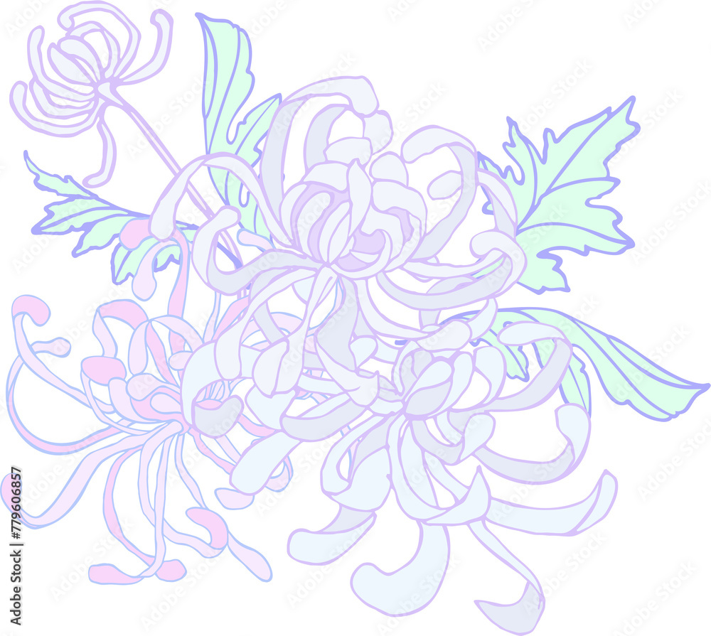 Curly chrysanthemum - a flower with leaves in lilac-lilac pastel colors on a transparent background. Digital illustration in Asian style for branding, scrapbooking, printing. Curly chrysanthemum - a flower with leaves in lilac-lilac pastel colors on a transparent background. Digital illustration in Asian style for branding, scrapbooking, printing.