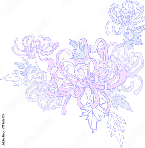 Curly chrysanthemum - a flower with leaves in lilac-lilac pastel colors on a transparent background. Digital illustration in Asian style for branding  scrapbooking  printing.