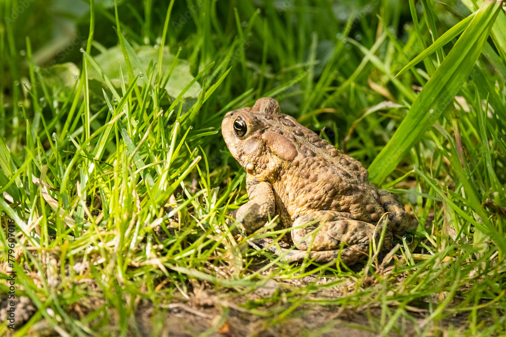 American Toad in grass