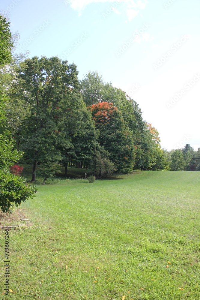 Obraz premium garden with trees