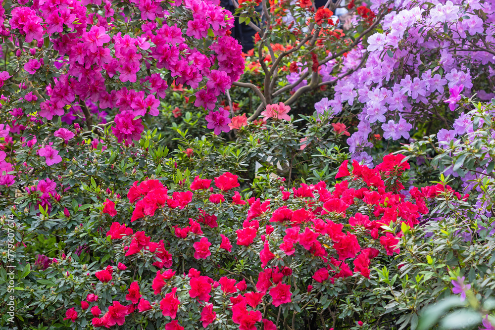 Bright fresh rhododendron flowers in Kyiv bataniacl Garden orangery