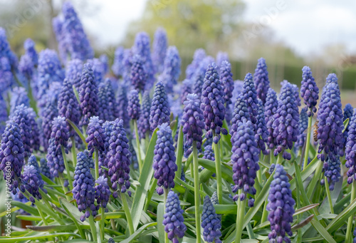 Different varieties of blue grape hyacinth muscari flowers in terracotta pots  photographed in springtime at the Wisley garden  Surrey UK.