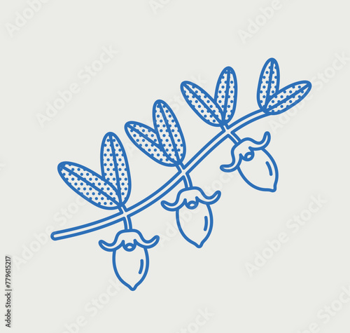 Jojoba branch with fruit. Line art, retro. Plants and herbs for cosmetics.