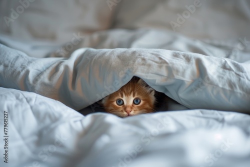 Frightened kitten under duvet on bed at home Text space available
