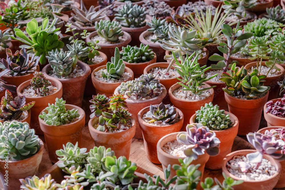 A vibrant collection of succulents in earthen pots, arrayed neatly on a wooden surface, illuminated by soft daylight. A vibrant collection of succulents in earthen pots, arrayed neatly on a wooden surface, illuminated by soft daylight.