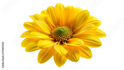 Yellow chrysanthemum isolated on transparent background.