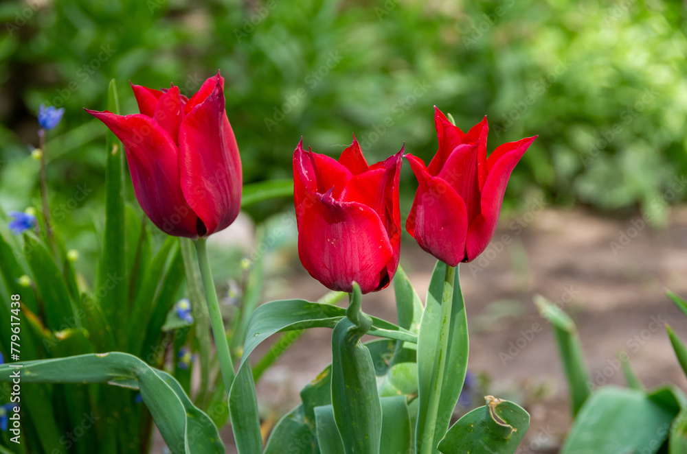 Fototapeta premium red tulips in the garden