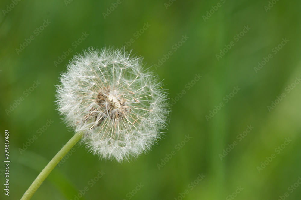 Dandelion bud seeds closeup over a fresh green background Dandelion bud seeds closeup over a fresh green background